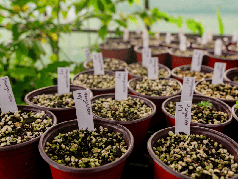 Malaysia Fruit PR 2 1